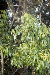 Heteromorpha arborescens abyssinica