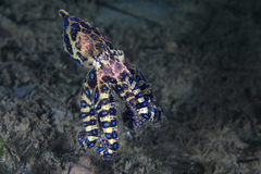 Hapalochlaena maculosa