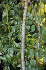 Heteromorpha arborescens abyssinica