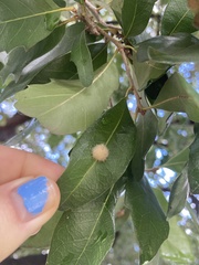 Druon quercuslanigerum