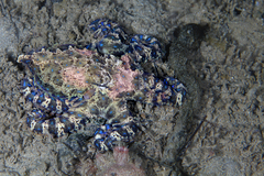 Hapalochlaena maculosa