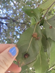 Druon quercuslanigerum