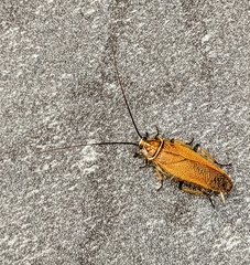 Ellipsidion humerale