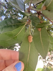 Druon quercuslanigerum