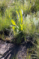 Hypoxis colchicifolia