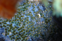 Parablennius tasmanianus