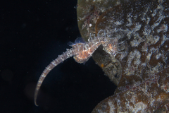 Hippocampus breviceps