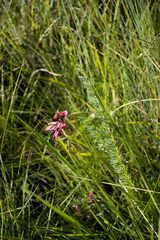 Indigofera rostrata