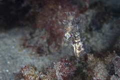 Hippocampus breviceps