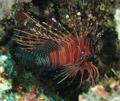 Pterois antennata