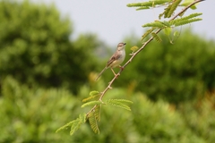 Prinia inornata
