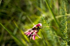 Indigofera rostrata