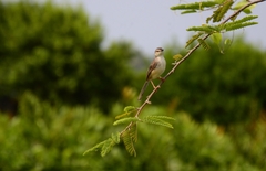 Prinia inornata