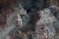 Hippocampus breviceps