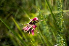 Indigofera rostrata