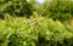 Prinia inornata