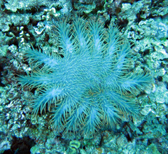 Acanthaster planci