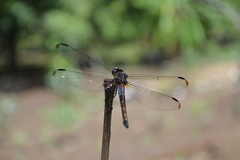 Cannaphila
