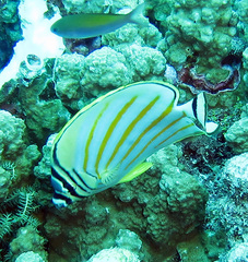 Chaetodon ornatissimus