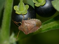 Peribalus strictus