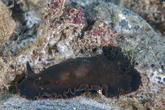 Dendrodoris arborescens