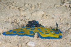 Tambja verconis