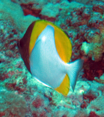 Hemitaurichthys polylepis