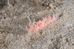 Phyllodesmium serratum