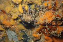 Hapalochlaena maculosa