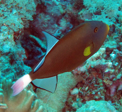 Melichthys vidua