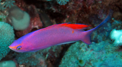 Mirolabrichthys pascalus