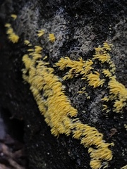 Mucronella flava
