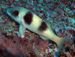 Parupeneus crassilabris