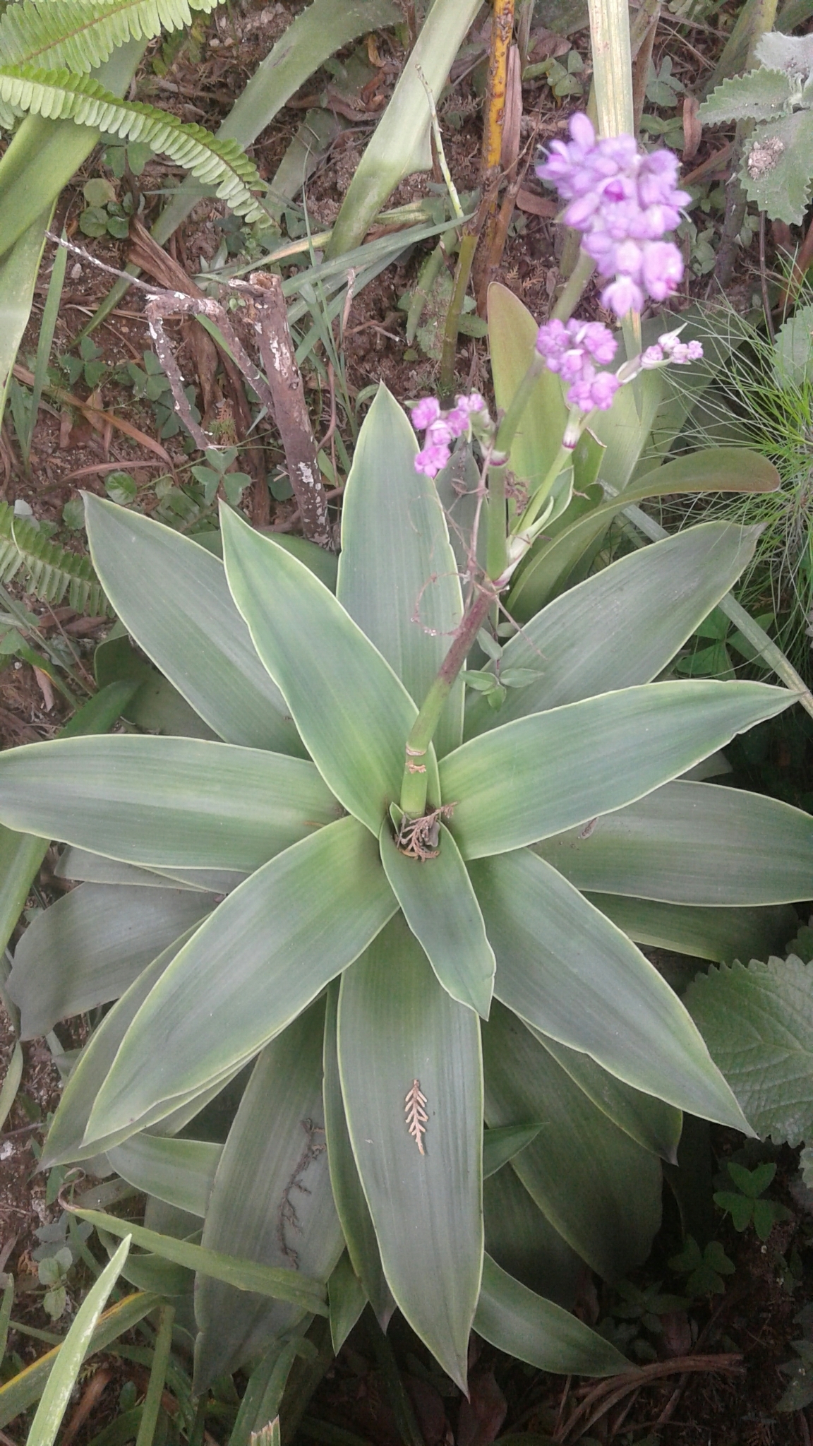 Imagem de Tradescantia-nanica