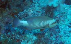 Gracila albomarginata
