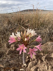 Ammocharis longifolia