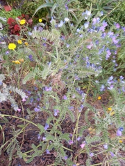 Echium plantagineum