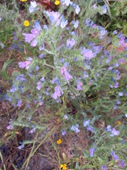 Echium plantagineum