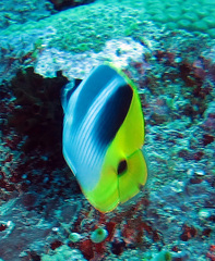 Chaetodon ulietensis