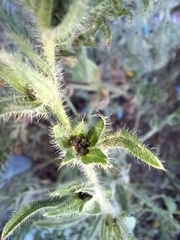 Echium plantagineum