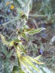 Echium plantagineum