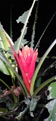 Musa coccinea