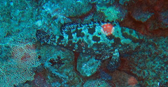 Epinephelus fuscoguttatus