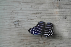 Myscelia cyaniris cyaniris