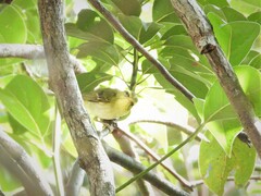 Phylloscopus goodsoni