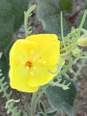 Eulobus californicus