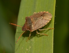 Peribalus strictus