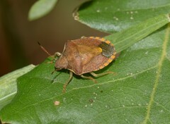 Peribalus strictus strictus