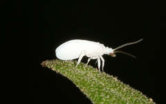 Coniopteryx maculithorax