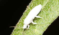 Coniopteryx maculithorax